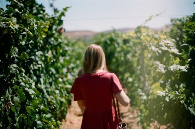 Experience at Vineyard 4